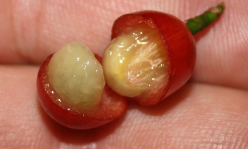 cherry-b