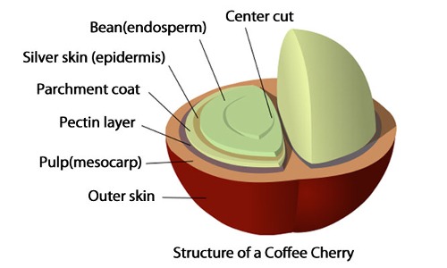 cherry-c
