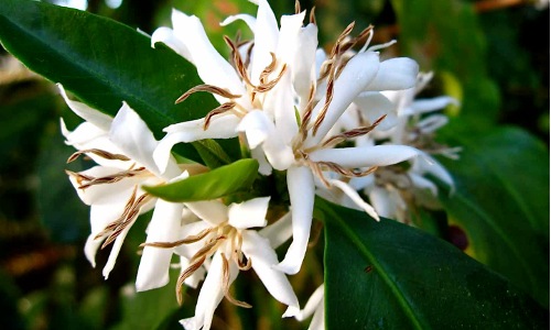Flower-c