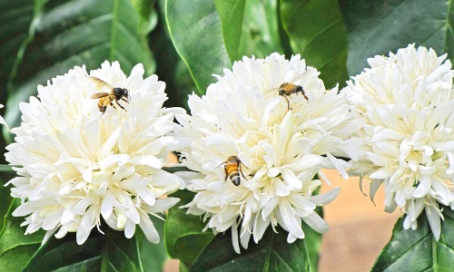 flower-d